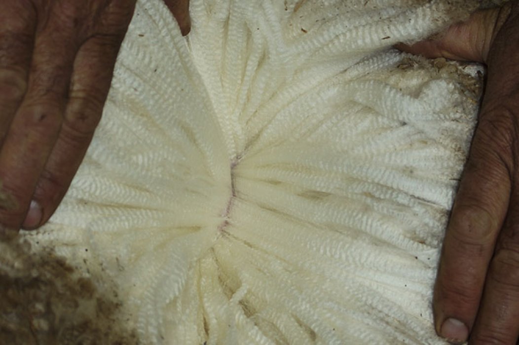 Dubbo Sale Ram 18-0174