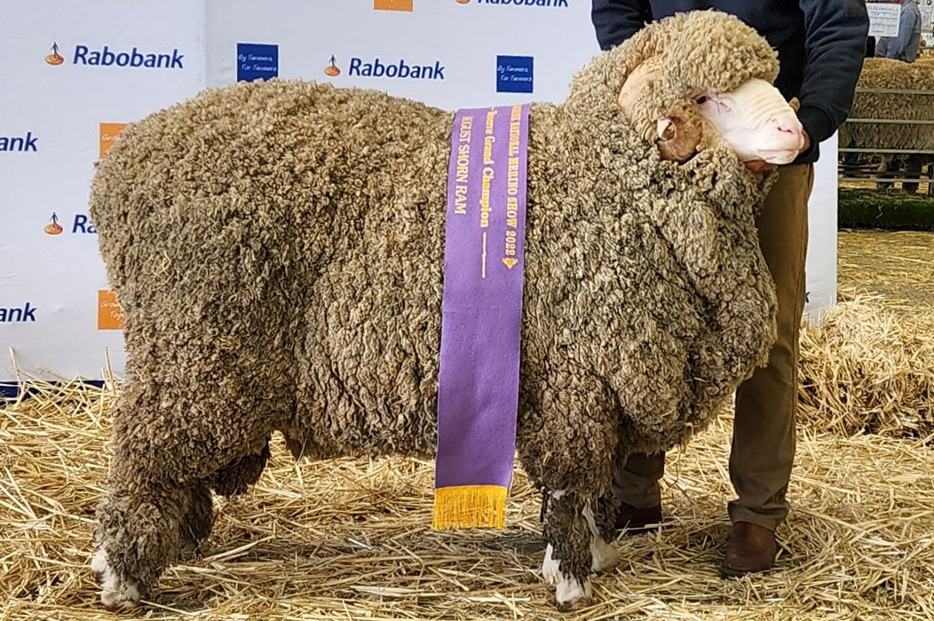 Reserve Grand Champion August Shorn Ram