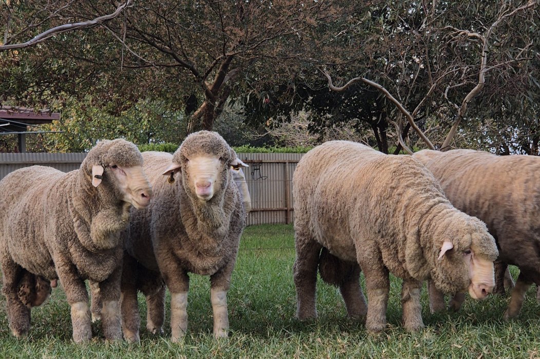 2025 On Property Ram Sale