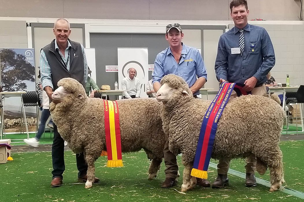Sydney Royal Easter Show Towonga Merino & Poll Merino Stud