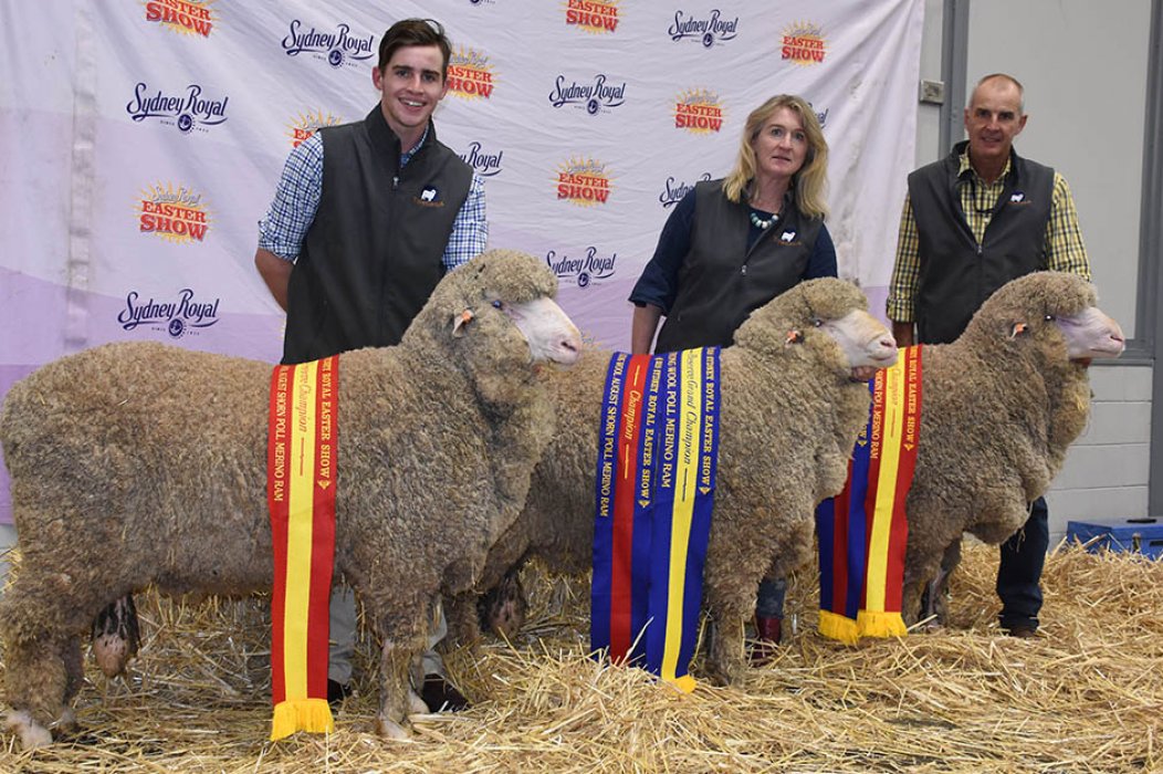 Sydney Royal Easter Show Towonga Merino & Poll Merino Stud
