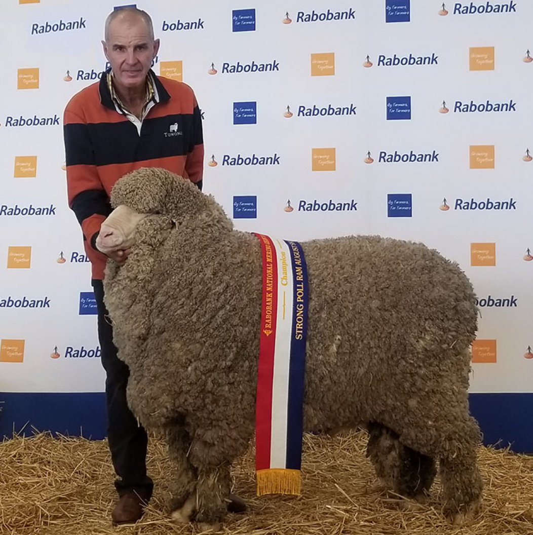 Rabobank National Sheep Show