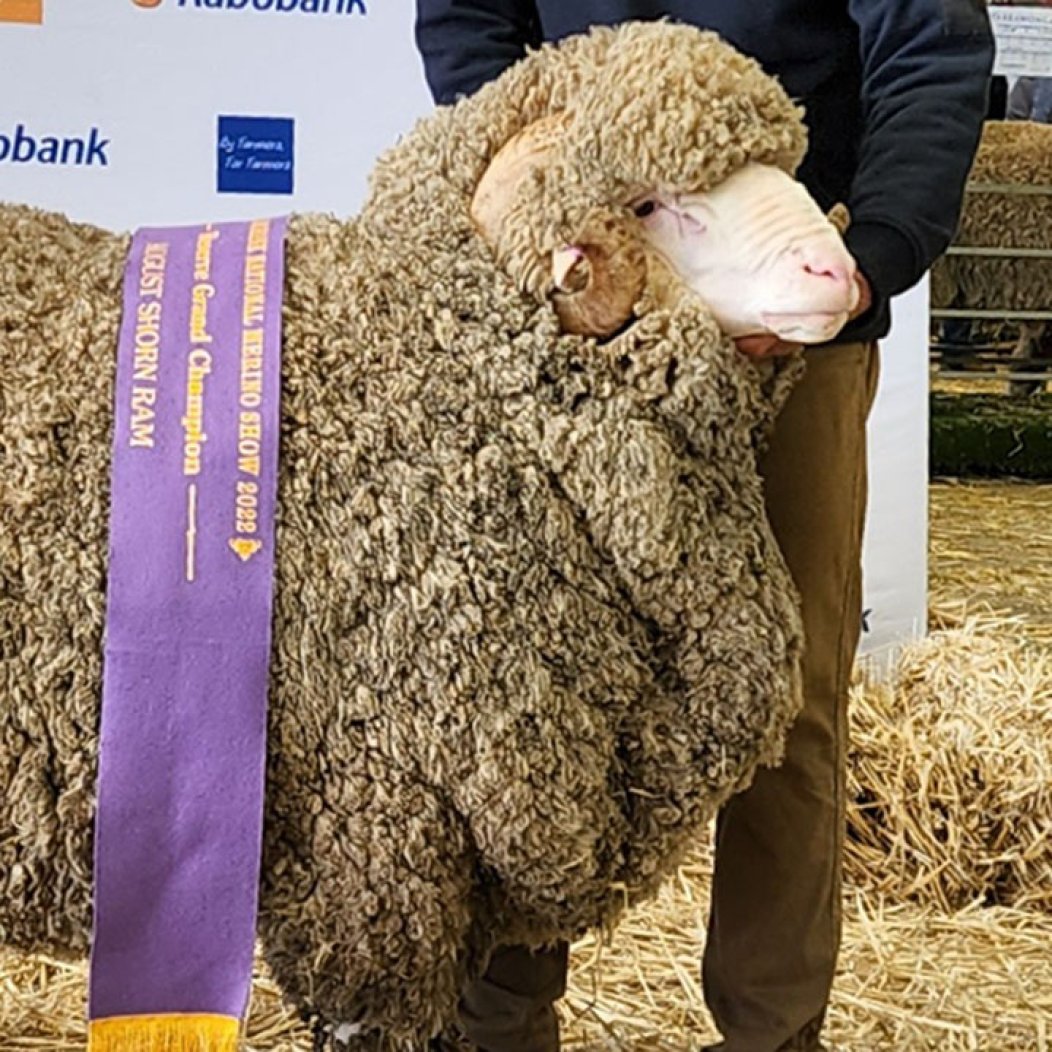 Top Price Sale Ram-Dubbo