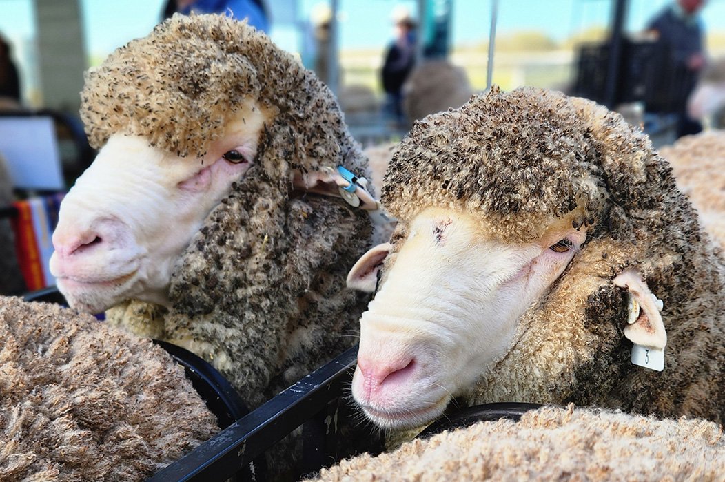 Poll Merino Sale Rams