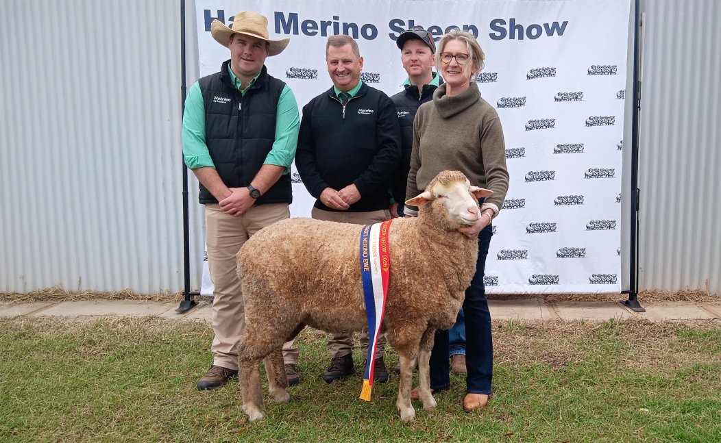Champion Hogget Ewe