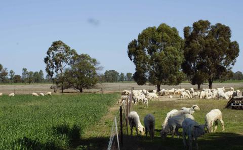 2019 drop maiden ewes