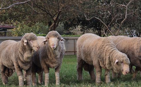 2025 On Property Ram Sale