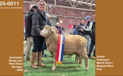 Grand Champion March Shorn Medium Wool Ewe