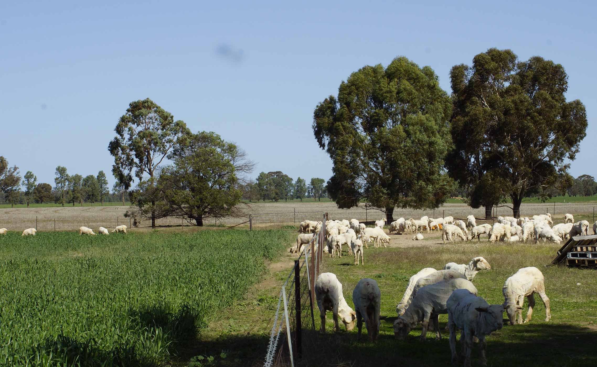 2019 drop maiden ewes