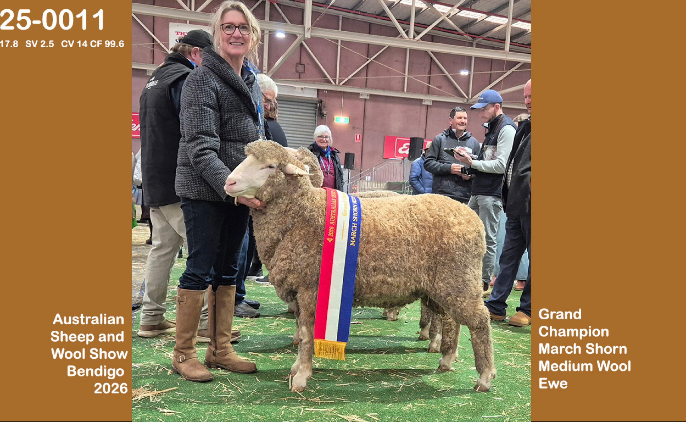 Grand Champion March Shorn Medium Wool Ewe