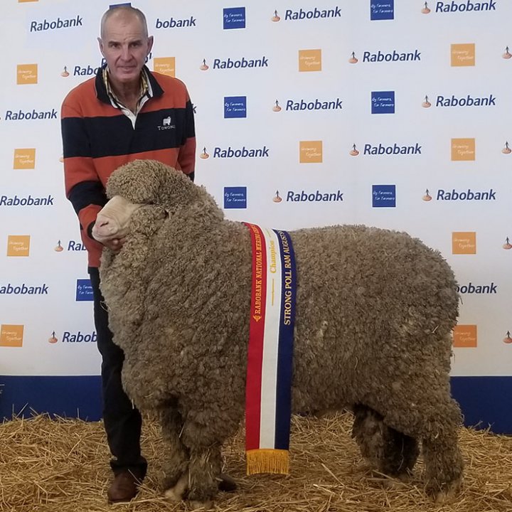 Rabobank National Sheep Show