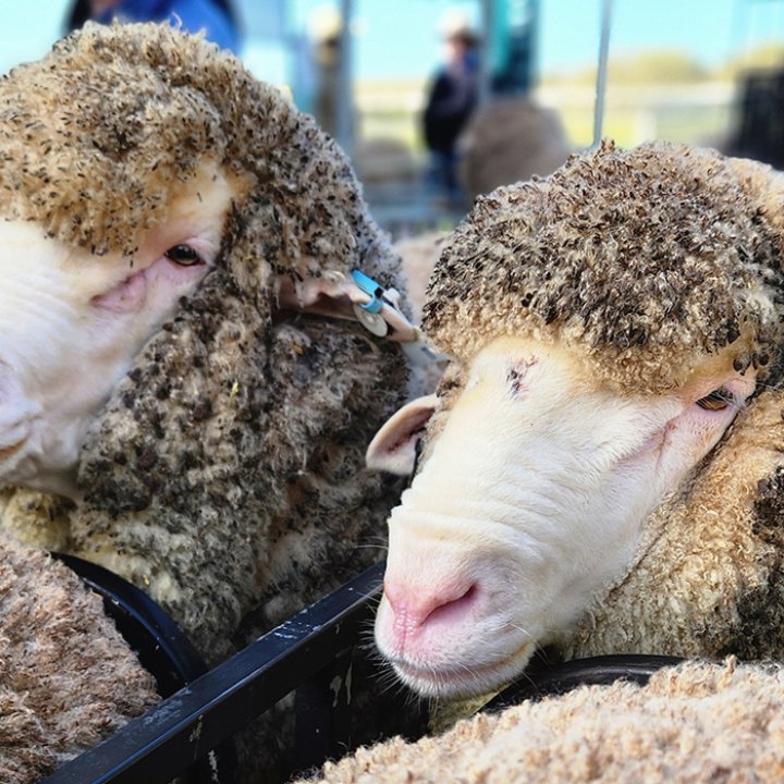 Poll Merino Sale Rams