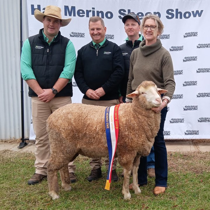 Champion Hogget Ewe