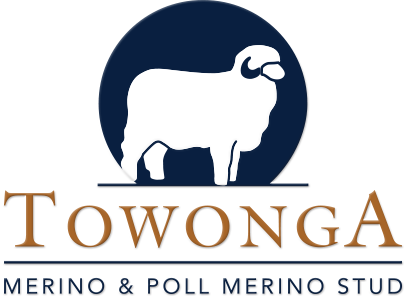 Towonga Merino & Poll Merino Stud